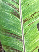 Musa Banana Gracillis Holttum Variegated - Image 3