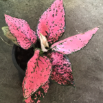 10 Plants Aglaonema Super Pink