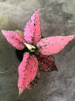 10 Plants Aglaonema Super Pink - Image 2