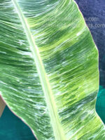 Musa Banana Acuminata Colla Marble Variegated - Image 2