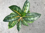 Aglaonema Indeana Queen