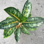 Aglaonema Indeana Queen