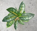 Aglaonema Indeana Queen - Image 2