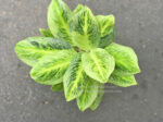Aglaonema Hybrid Sawana Gold - Image 3