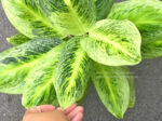 Aglaonema Hybrid Sawana Gold