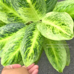 Aglaonema Hybrid Sawana Gold