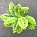 Aglaonema Hybrid Sawana Gold - Image 2