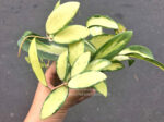 Hoya Acuta Variegated Size S