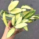 Hoya Acuta Variegated Size S