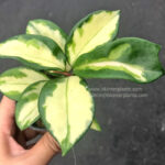 Hoya Carnosa Variegated