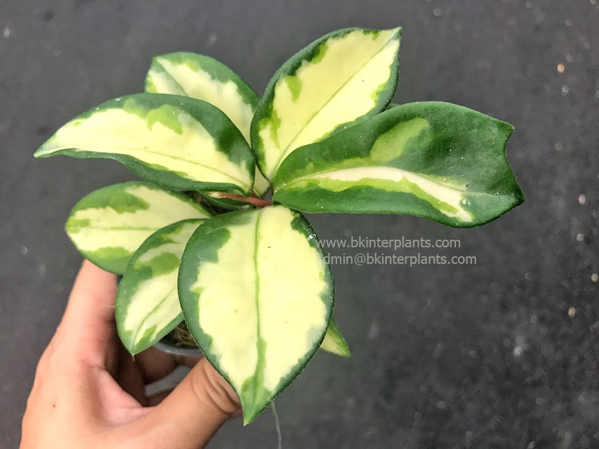 img_5998.jpg Hoya Carnosa Variegated - Image 1