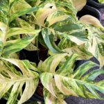 5 Plants Epipremnum Golden Flame Variegated