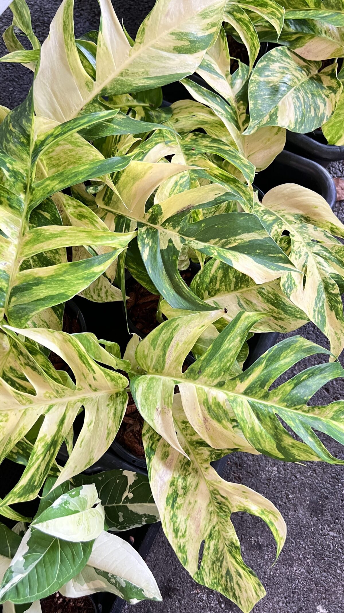 5 Plants Epipremnum Golden Flame Variegated - Image 3