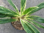 Aglaonema Rice Leaf - Image 2