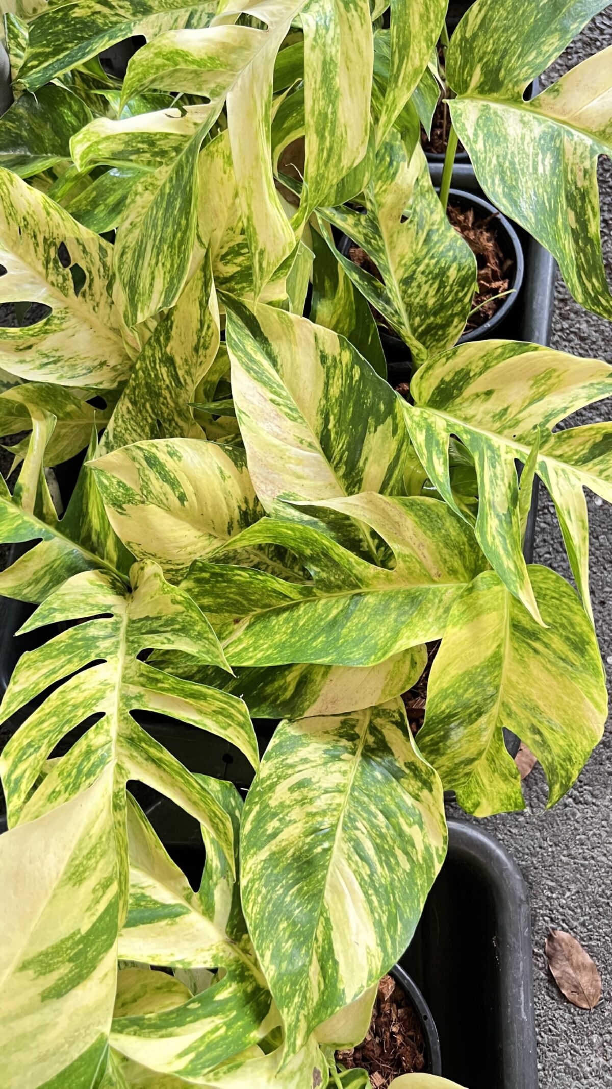 10 Plants Epipremnum Golden Flame Variegated - Image 4