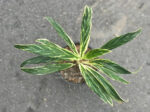 Aglaonema Rice Leaf - Image 3