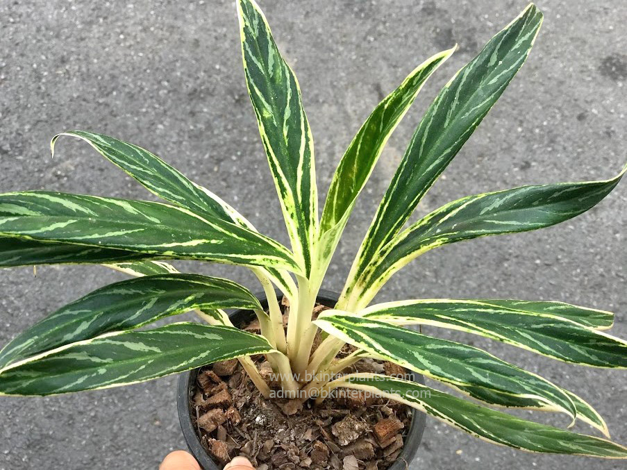 img_6017.jpg Aglaonema Rice Leaf - Image 1