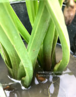 Yellow Velvetleaf - Image 5