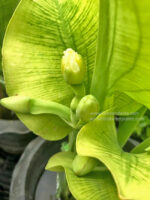 Yellow Velvetleaf - Image 2