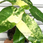 Philodendron Burle Marx Varigated