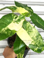 Philodendron Burle Marx Varigated