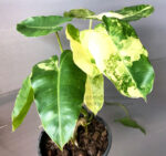 Philodendron Burle Marx Varigated - Image 6