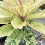 5 Plants Plumeria Maya Leaf Variegated