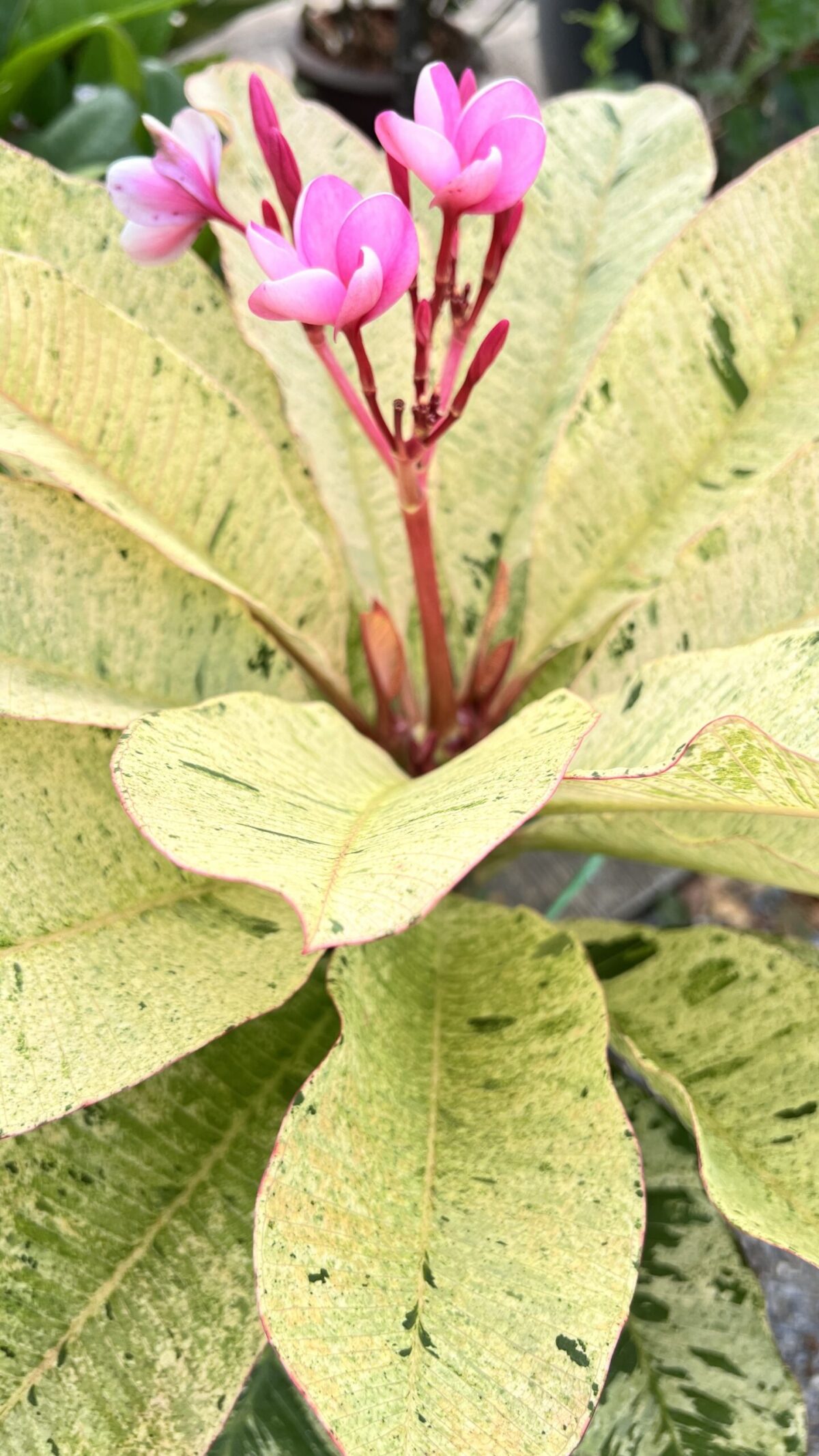 5 Plants Plumeria Maya Leaf Variegated - Image 4