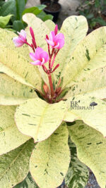 Plumeria " Maya Leaf Variegated "