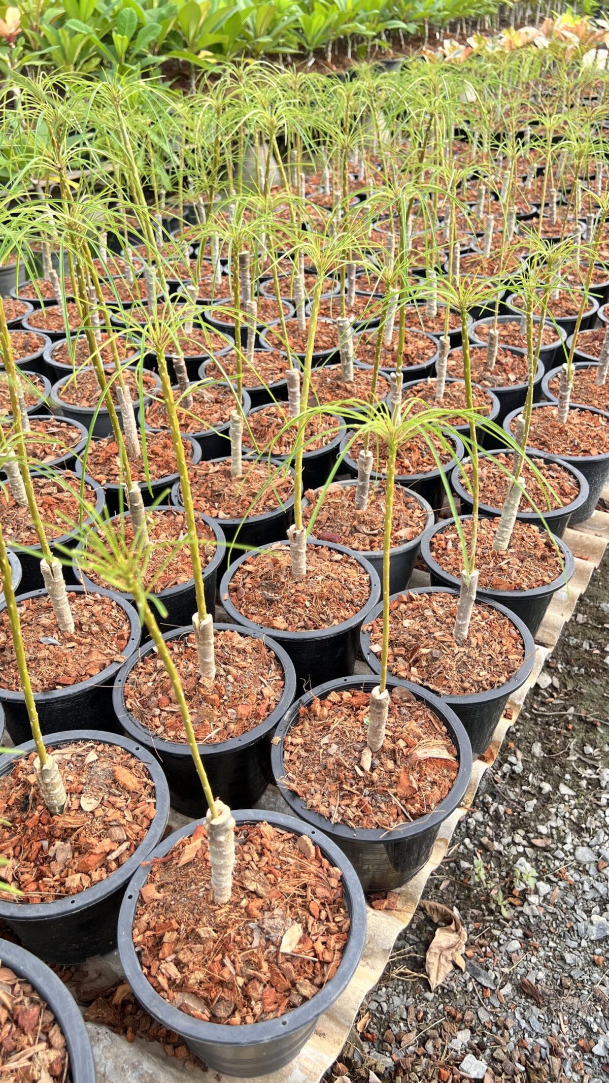 5 Plants Plumeria Pheviferla - Image 2