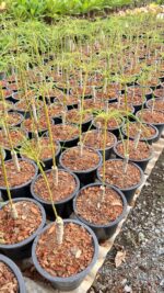 5 Plants Plumeria Pheviferla - Image 2