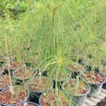 5 Plants Plumeria Pheviferla