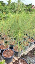 5 Plants Plumeria Pheviferla