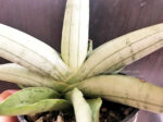 Sansevieria " Silver Bolls " - Image 3