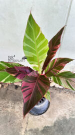 Musa Nono Variegated - Image 2