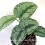 Scindapsus Pictus Argyraeus