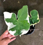 Arrow Leaf Variegated