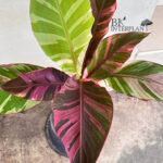 Musa Nono Variegated