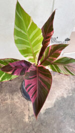 Musa Nono Variegated