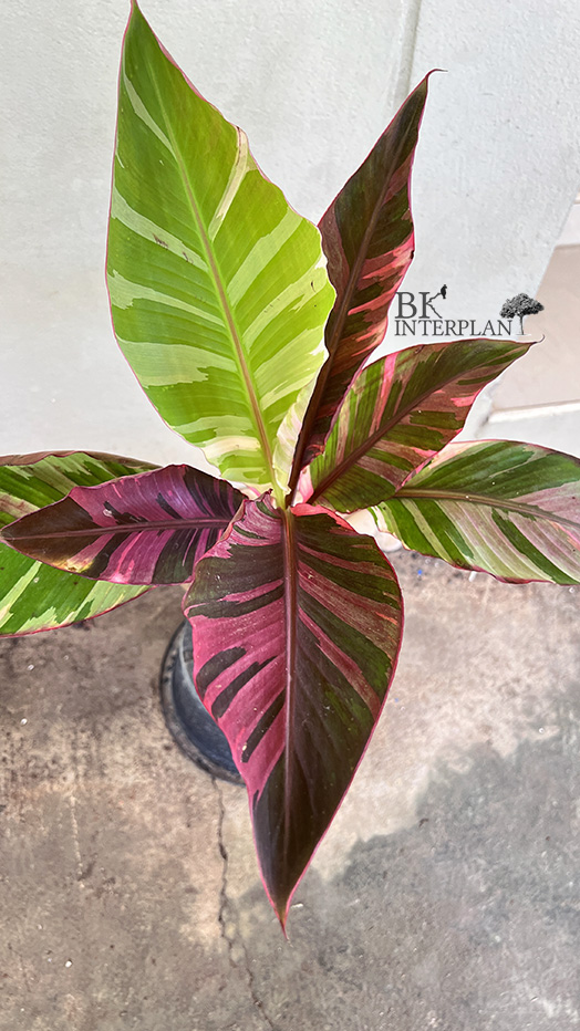 img_6175.jpg Musa Nono Variegated - Image 1