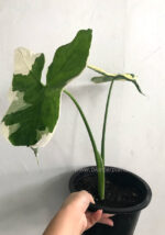 Arrow Leaf Variegated - Image 7