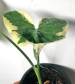 Arrow Leaf Variegated - Image 5