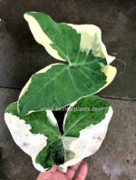 Arrow Leaf Variegated - Image 6