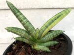 Sansevieria Draft Bocel Variegated - Image 3