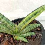 Sansevieria Draft Bocel Variegated