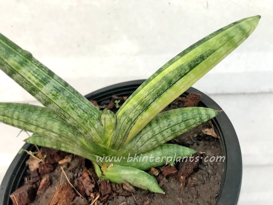 img_6209.jpg Sansevieria Draft Bocel Variegated - Image 1