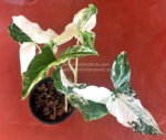 Syngonium podophyllum Schott Albo Variegated - Image 2
