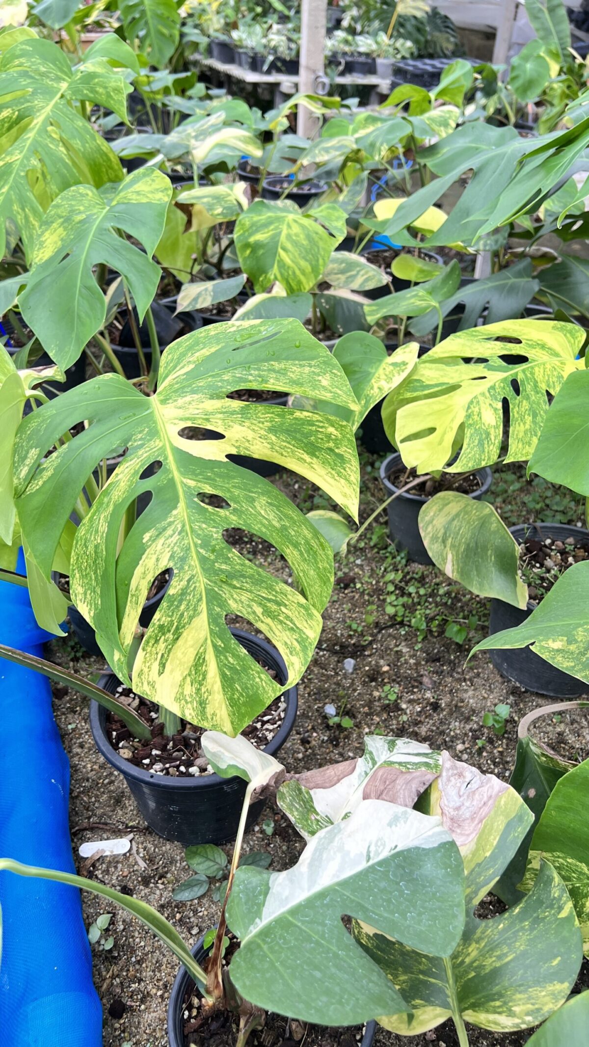 5 Plants Monstera Aurea 3 Color Variegated - Image 3