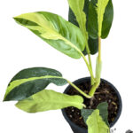 Philodendron Thai Sunrise Variegated