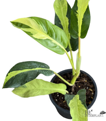 Philodendron Thai Sunrise Variegated with neon yellow leaves and green margins for sale